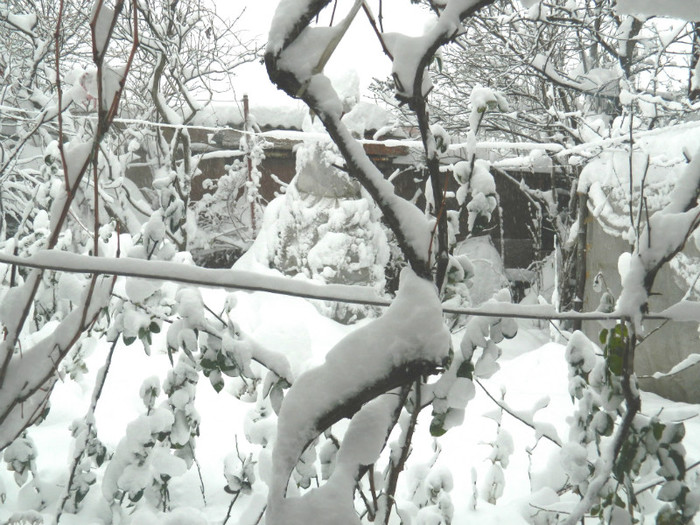 DSCN3432 - DECEMBRIE 2012