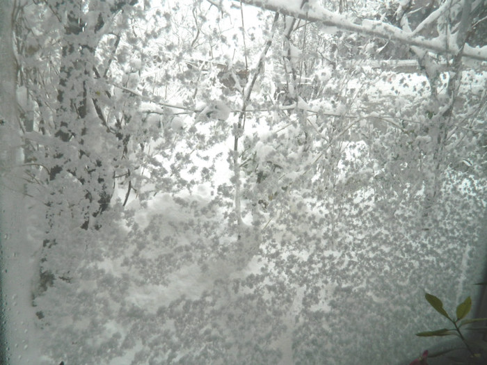 DSCN3434 geam viscolit - DECEMBRIE 2012