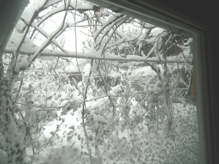 DSCN3436 - DECEMBRIE 2012