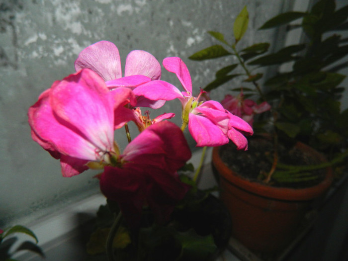 DSCN3437 - DECEMBRIE 2012