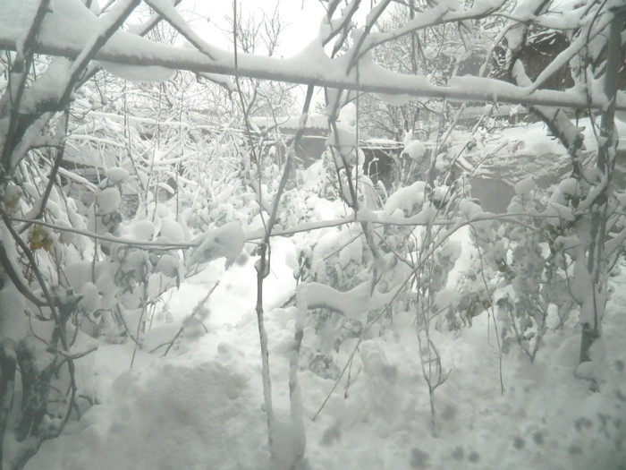 DSCN3438 - DECEMBRIE 2012