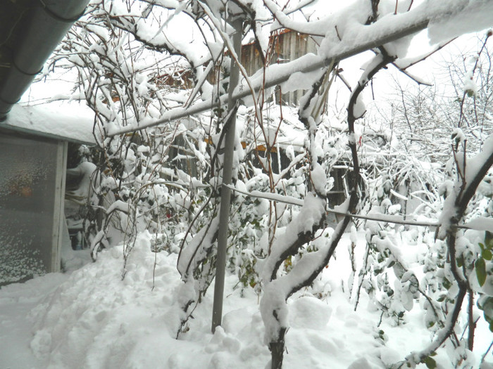 DSCN3443 - DECEMBRIE 2012