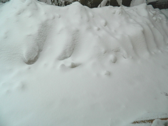 DSCN3446 - DECEMBRIE 2012