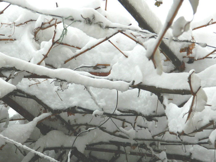 DSCN3447 - DECEMBRIE 2012