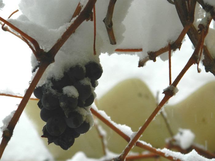 DSCN3448 - DECEMBRIE 2012