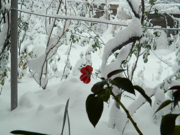 DSCN3450 - DECEMBRIE 2012