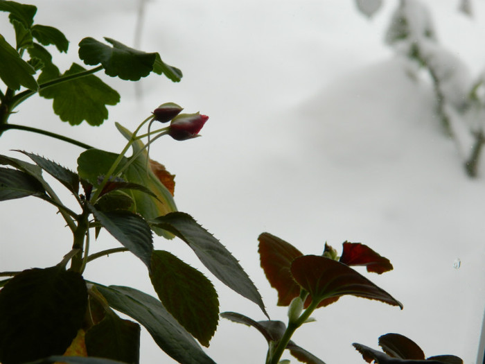 DSCN3455 - DECEMBRIE 2012