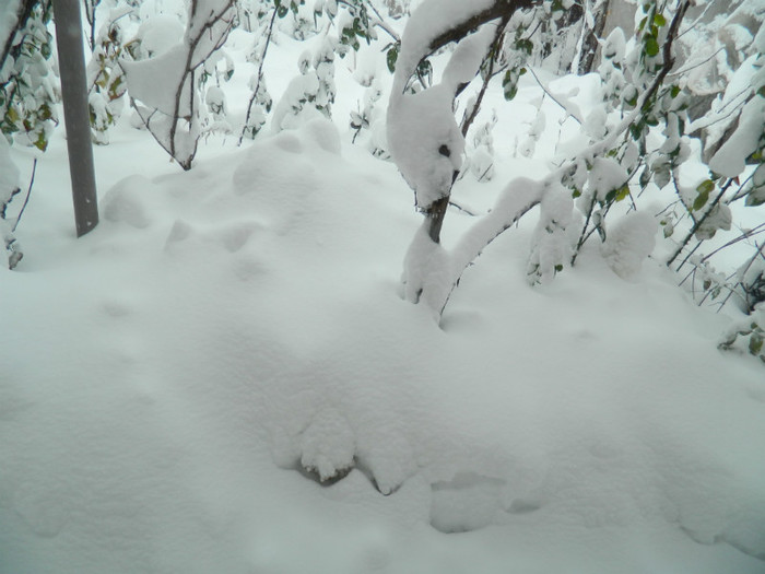 DSCN3456 - DECEMBRIE 2012