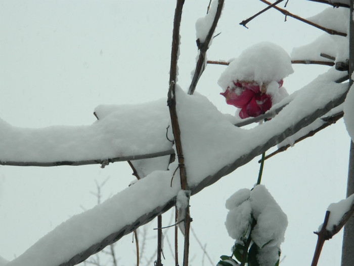 DSCN3457 - DECEMBRIE 2012