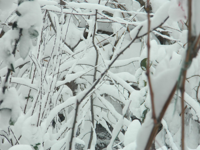 DSCN3460 - DECEMBRIE 2012