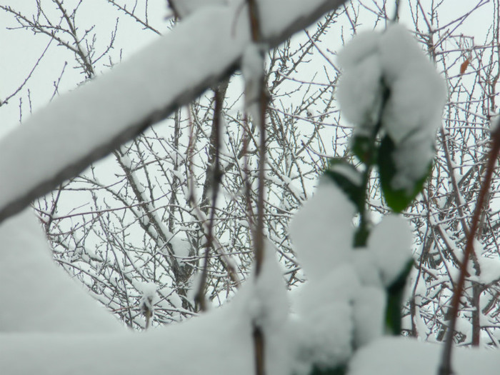 DSCN3461 - DECEMBRIE 2012