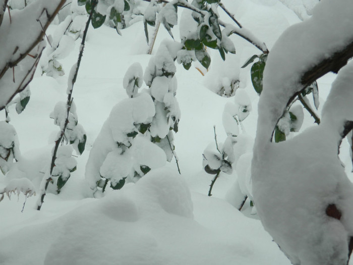 DSCN3463 - DECEMBRIE 2012