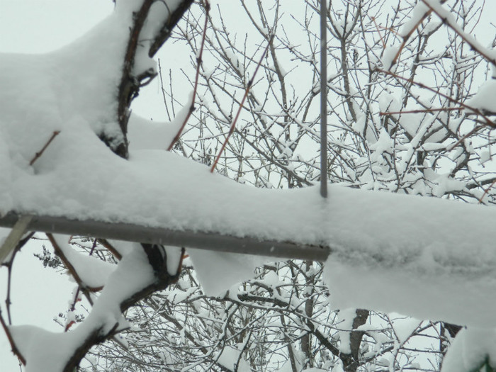 DSCN3464 - DECEMBRIE 2012