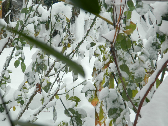 DSCN3465 - DECEMBRIE 2012