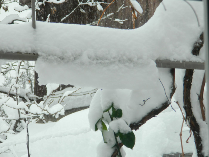 DSCN3469 - DECEMBRIE 2012