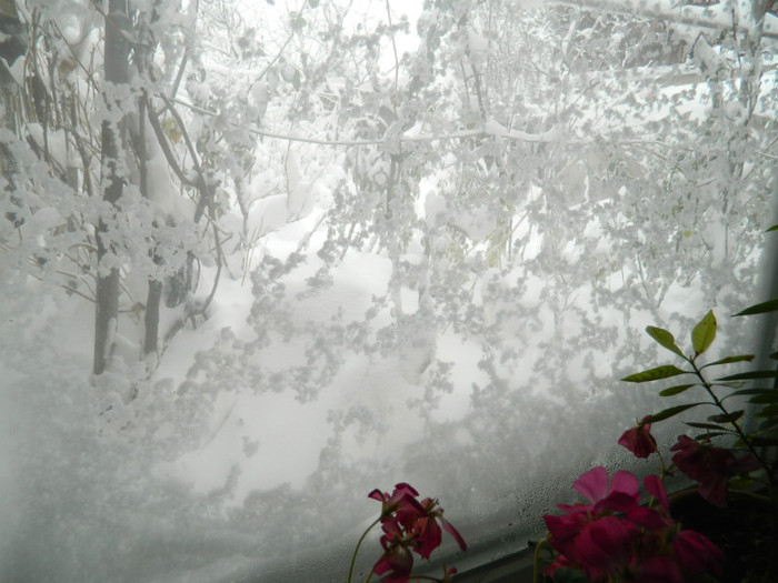 DSCN3473 - DECEMBRIE 2012