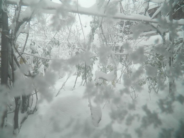 DSCN3475 - DECEMBRIE 2012