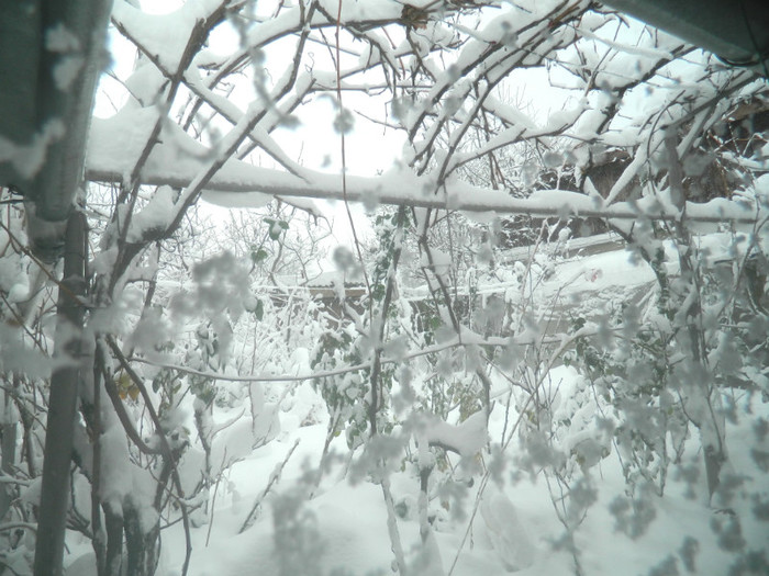 DSCN3476 - DECEMBRIE 2012