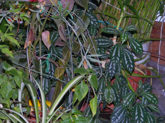 DSCN3478 - DECEMBRIE 2012