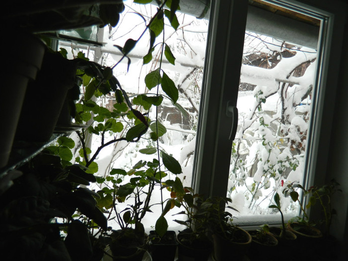 DSCN3483 - DECEMBRIE 2012