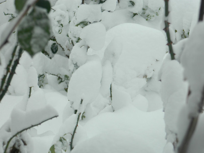 DSCN3488 - DECEMBRIE 2012