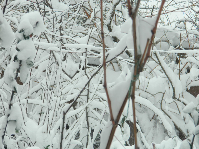 DSCN3489 - DECEMBRIE 2012