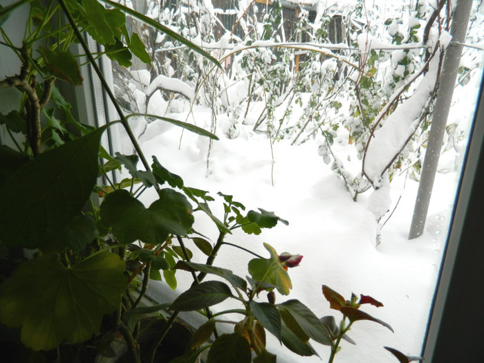 DSCN3493 - DECEMBRIE 2012