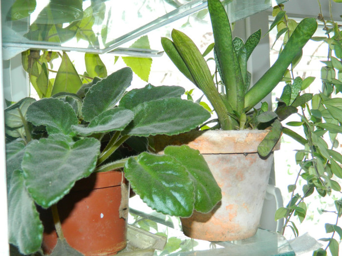 DSCN3498 - DECEMBRIE 2012