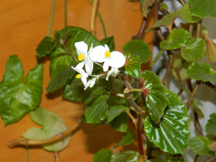 DSCN3500 - DECEMBRIE 2012