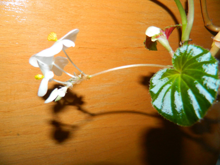 DSCN3507 - DECEMBRIE 2012