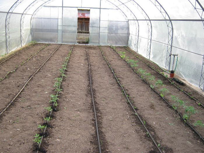 primele plante - solar si gradina de legume