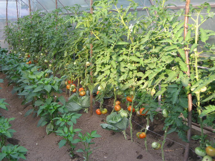 rosii - solar si gradina de legume