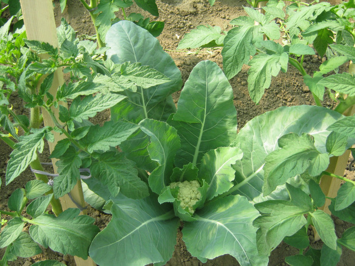 conopida printre rosii