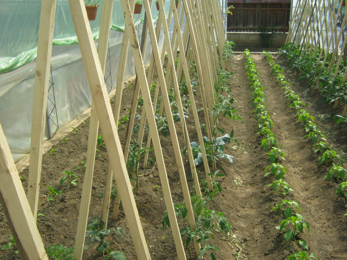 ardei gras - solar si gradina de legume