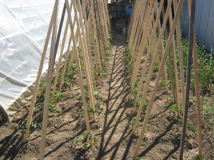 alta pozitie - solar si gradina de legume