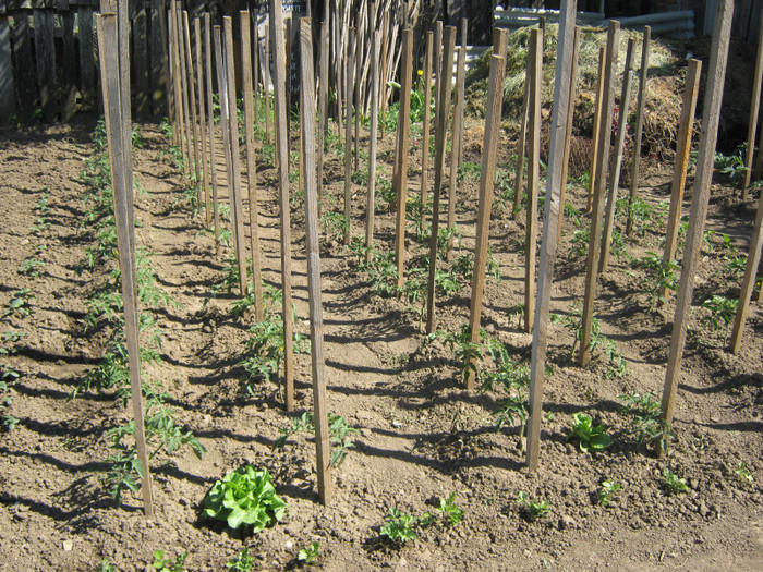 rosii afara - solar si gradina de legume