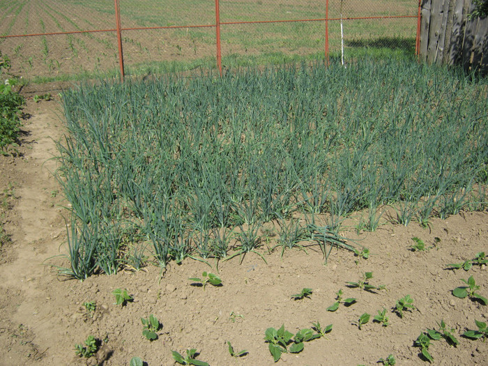 ceapa - solar si gradina de legume
