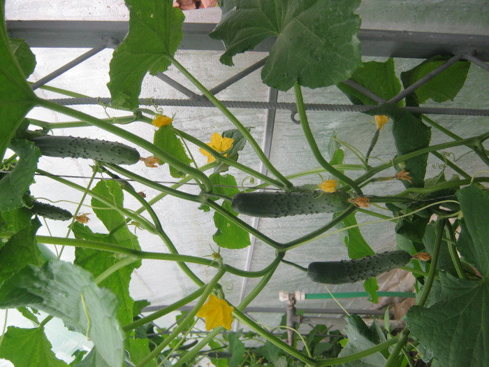 castraveti marketmore 2012 - solar si gradina de legume