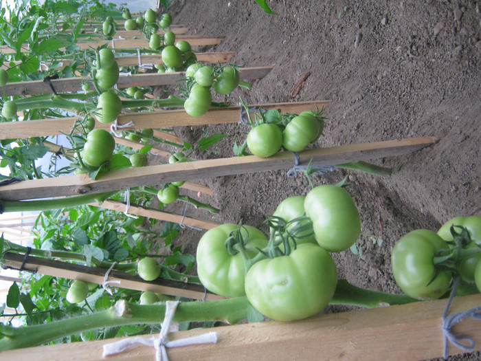 kiveli - solar si gradina de legume