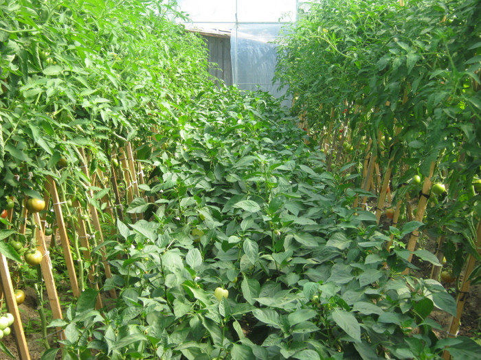 vegetatie nu gluma - solar si gradina de legume