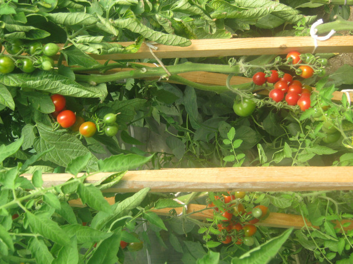 chery - solar si gradina de legume