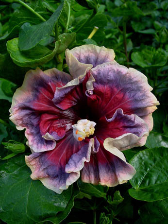 Hibi_Midnight_Frolic - cei mai frumosi hibi pe care ii doresc