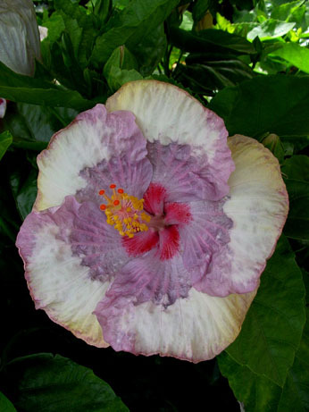 Hibi_Rhinestone - cei mai frumosi hibi pe care ii doresc