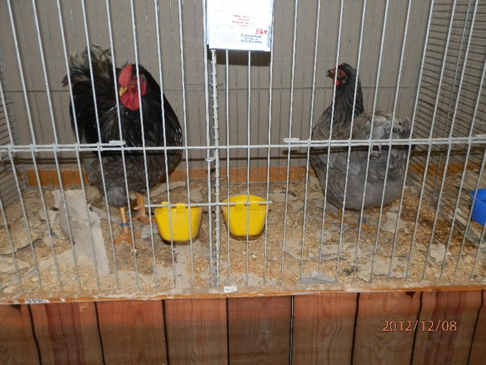 PC082794 - EXPOZITIE LEIPZIG 2012