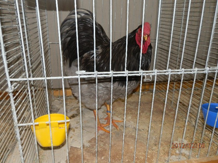 PC082795 - EXPOZITIE LEIPZIG 2012