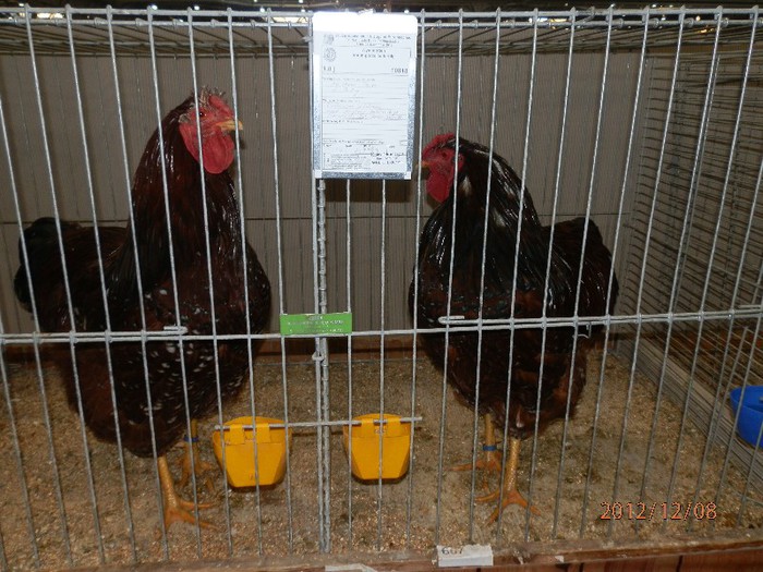 PC082797 - EXPOZITIE LEIPZIG 2012