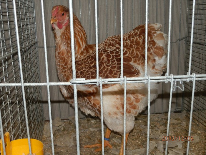 PC082803 - EXPOZITIE LEIPZIG 2012