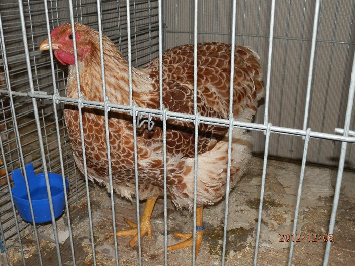 PC082804 - EXPOZITIE LEIPZIG 2012