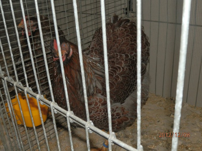 PC082807 - EXPOZITIE LEIPZIG 2012