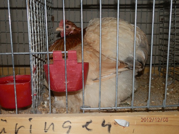 PC082690 - EXPOZITIE LEIPZIG 2012